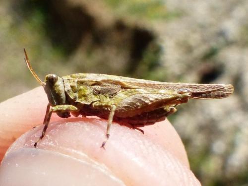 Réf. 180 620 : Tetrix ceperoi ceperoi